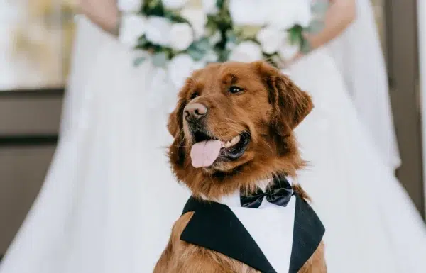 A Waterfront Wedding Featuring The Couple’s Dog & Pride Flags at the Ceremony
