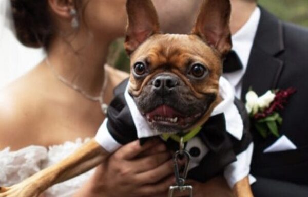 Furever & Fur Always Wedding Dog Day Care Gallery 4