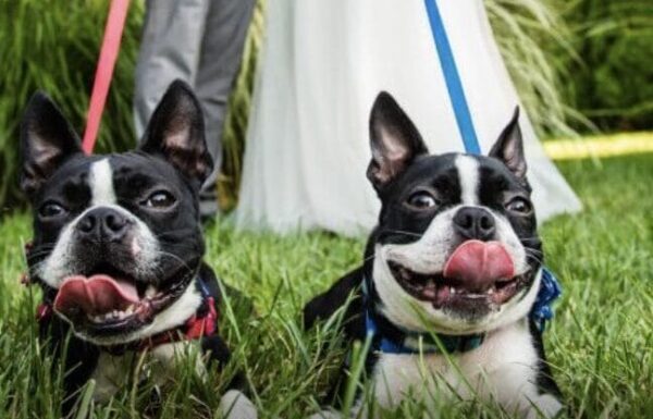 Furever & Fur Always Wedding Dog Day Care Gallery 0