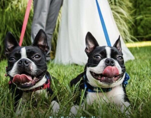 Details Listing Category Furever & Fur Always Wedding Dog Day Care