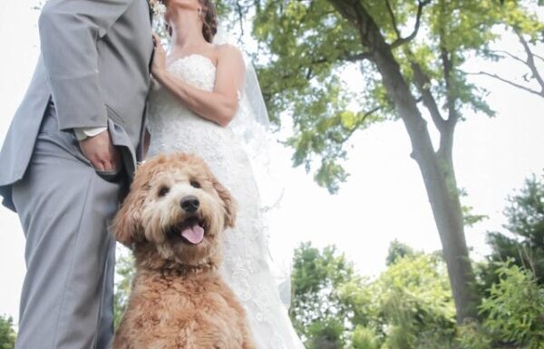 Furever & Fur Always Wedding Dog Day Care Gallery 2