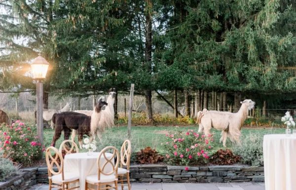 This Couple Took Cute Photos With Llamas at Their Fall Farm Wedding